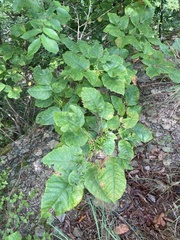 Toxicodendron radicans pubens