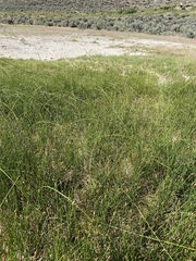 Eleocharis rostellata