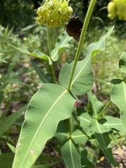 Asclepias meadii