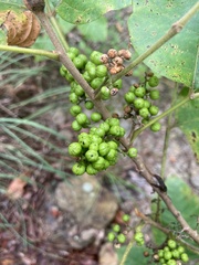 Toxicodendron radicans pubens