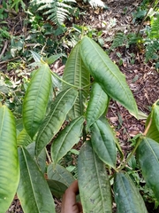 Rubiaceae