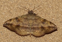 Anticarsia irrorata