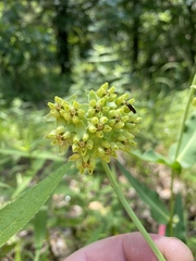 Asclepias meadii