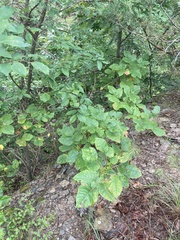 Toxicodendron radicans pubens