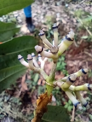 Rubiaceae