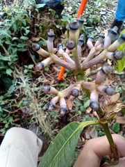 Rubiaceae