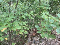 Toxicodendron radicans pubens
