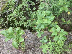 Toxicodendron radicans pubens