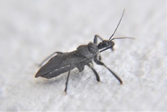 Apiomerus longispinis