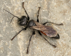 Tachysphex pompiliformis