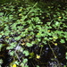 Small Yellow Water-Crowfoot - Photo (c) Sean Blaney, some rights reserved (CC BY-NC), uploaded by Sean Blaney