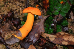 Boletus aurantiosplendens