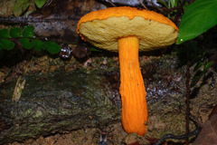 Boletus aurantiosplendens