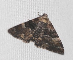 Aporoctena scierodes