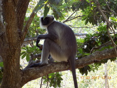 Semnopithecus hypoleucos