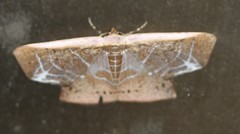Tessarotis rubrata