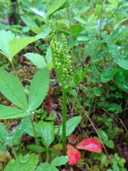 Botrychium angustisegmentum