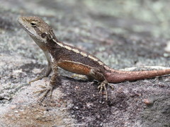 Diporiphora phaeospinosa