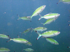 Caesio varilineata