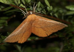 Anthela excellens