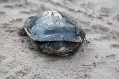 Mesoclemmys raniceps