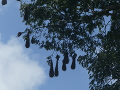 Psarocolius montezuma