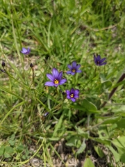 Sisyrinchium scabrum