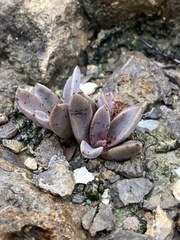 Thompsonella minutiflora