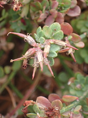 Acmispon cytisoides
