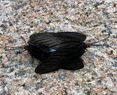 Histia flabellicornis