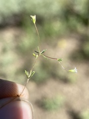 Linanthus harknessii