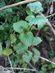 Glechoma hederacea