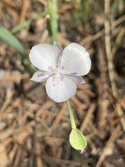 Calochortus minimus