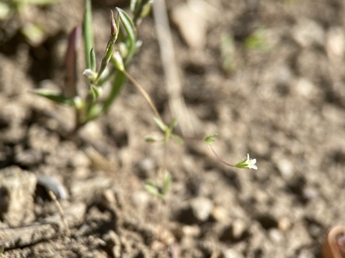 Image of Leptosiphon harknessii by (c) Matt Berger, some rights reserved (CC BY)