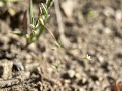 Linanthus harknessii