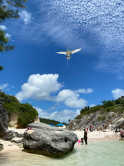 Phaethon lepturus catesbyi