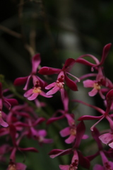 Epidendrum arnoldii