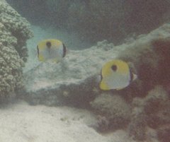 Chaetodon unimaculatus