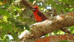 Cardinalis phoeniceus