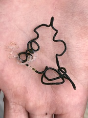 Chaetomorpha spiralis