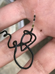 Chaetomorpha spiralis