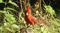 Cardinalis phoeniceus