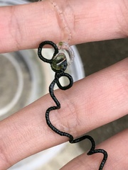 Chaetomorpha spiralis