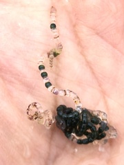 Chaetomorpha spiralis