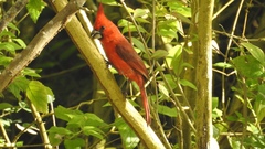 Cardinalis phoeniceus