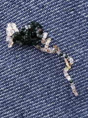 Chaetomorpha spiralis