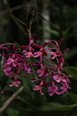 Epidendrum arnoldii