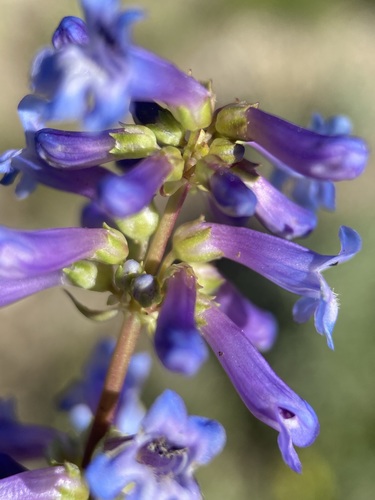 Penstemon procerus var. modestus