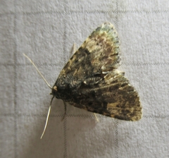 Metalectra diabolica