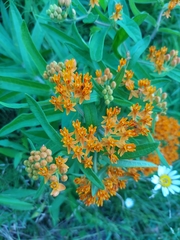 Asclepias tuberosa